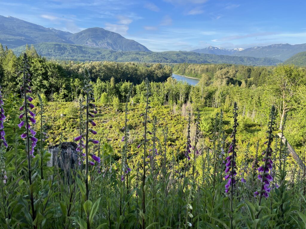 Looking to the north / west part of the property (and the Skagit River).