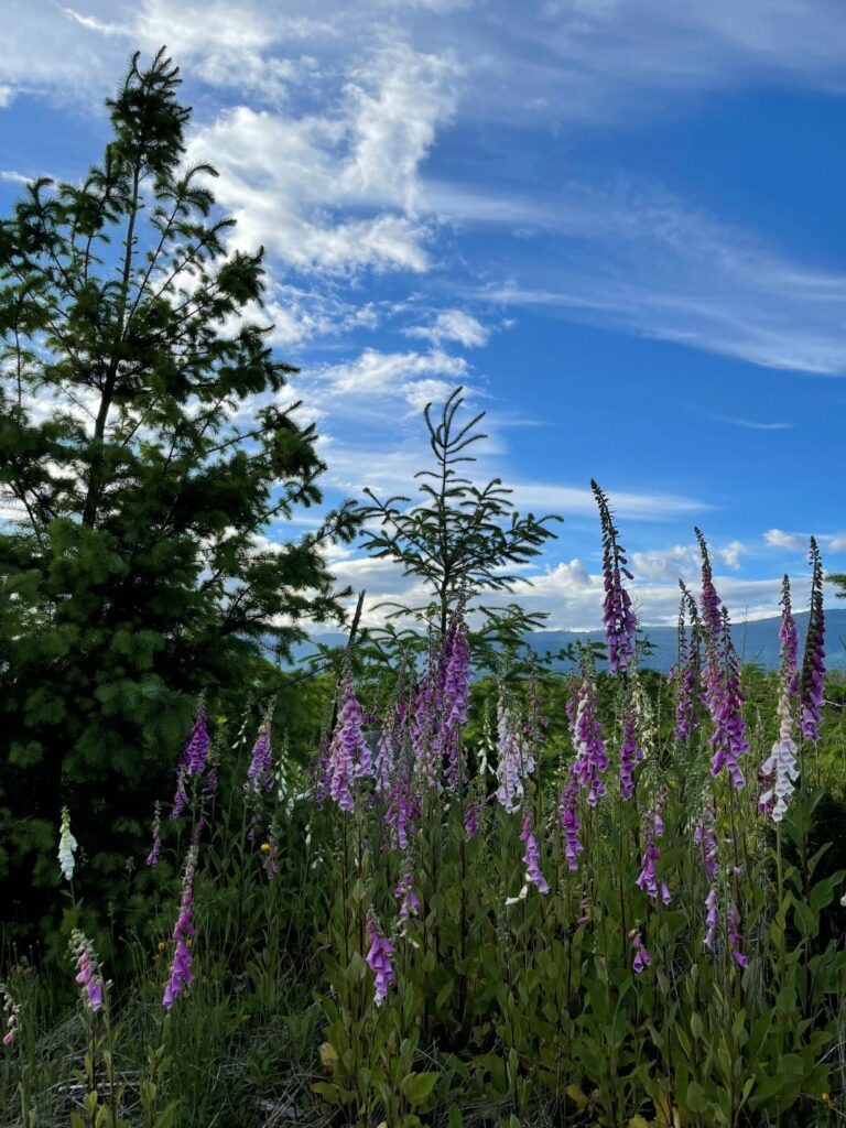 foxgloves EVERYWHERE!